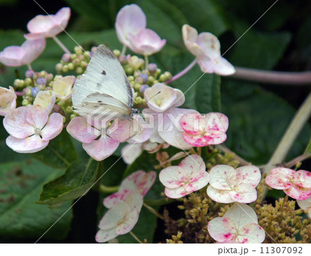 紫陽花と蝶 紫陽花と蝶 11307092