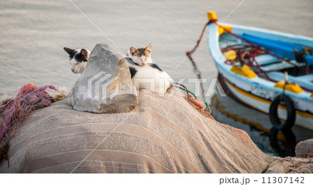 cat family 11307142
