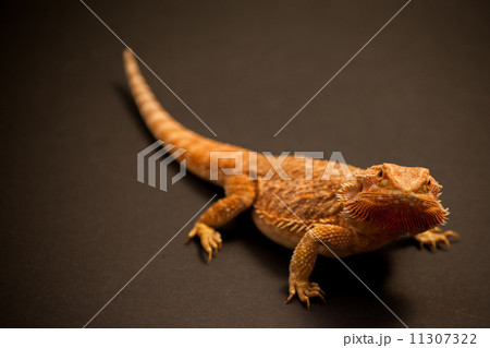 フトアゴヒゲトカゲ 11307322