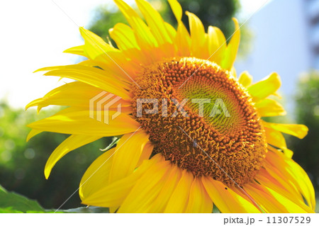 ひまわりの花 クローズアップ 11307529