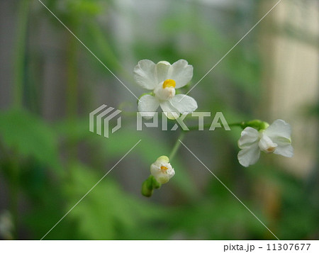 風船葛の花　 11307677