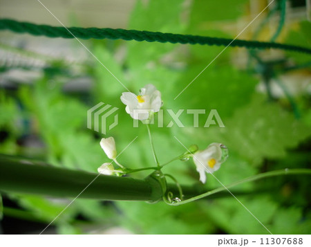 風船葛の花　 11307688