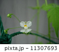 風船葛の花　 11307693