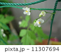 風船葛の花　 11307694