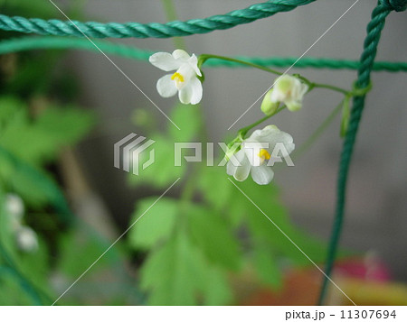 風船葛の花　 11307694
