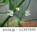 風船葛の花　 11307695