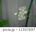 風船葛の花　 11307697