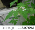 風船葛の花　 11307698