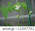 風船葛の花　ふうせんかずら　フウセンカズラ　白い花 11307701