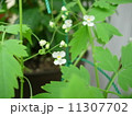 風船葛の花　 11307702