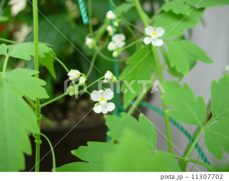 風船葛の花 風船葛の花 11307702