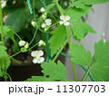 風船葛の花　 11307703