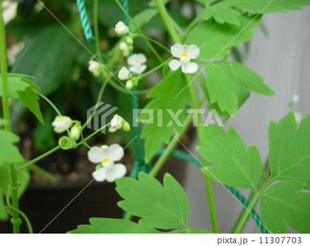 風船葛の花　 11307703