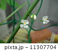 風船葛の花　 11307704