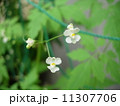 風船葛の花　 11307706