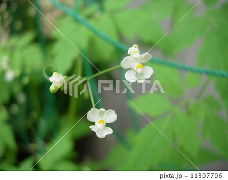 風船葛の花　 11307706