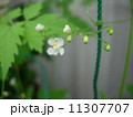 風船葛の花　 11307707