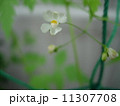 風船葛の花　 11307708