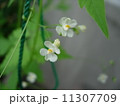 風船葛の花　 11307709