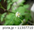 風船葛の花　 11307710