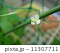 風船葛の花　 11307711