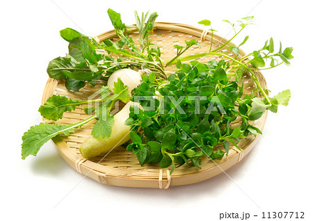 春の七草 11307712