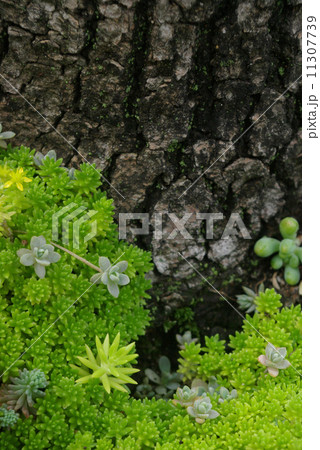 多肉植物セダム2 多肉植物セダム2 11307739