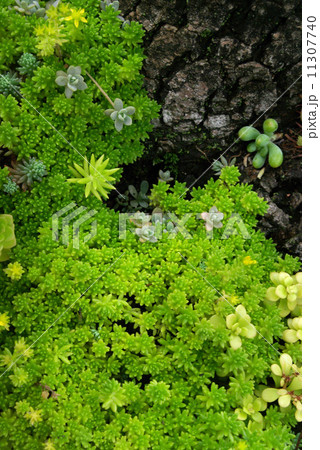 多肉植物セダム3 多肉植物セダム3 11307740