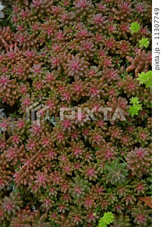 多肉植物セダム11 多肉植物セダム11 11307749
