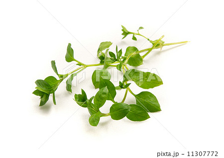 はこべら はこべら 11307772