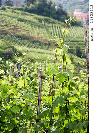 Grape Plant 11308112