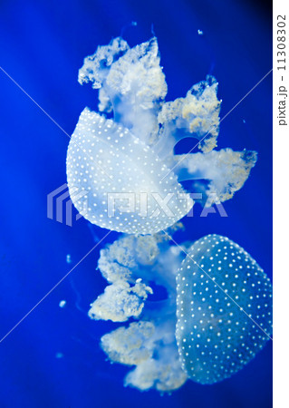 Jellyfish Jellyfish 11308302