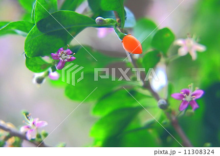 クコの赤い実と紫色の花の写真素材
