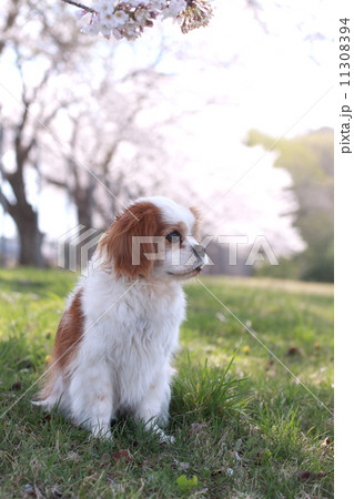 満開の桜の花と横向きに座った犬 11308394