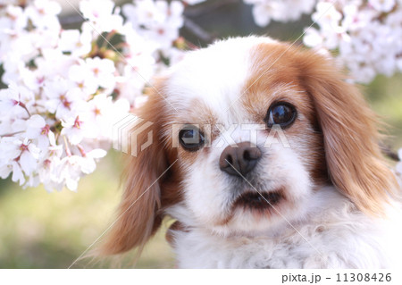老犬と桜の花 老犬と桜の花 11308426