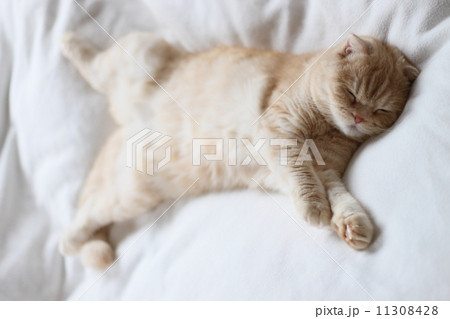 お腹丸出し猫 お腹丸出し猫 11308428