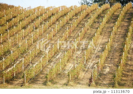 Vineyards 11313670