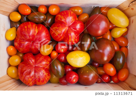 Heirloom tomato cultivars 11313671