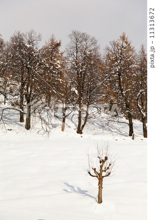 Tree winter snow 11313672