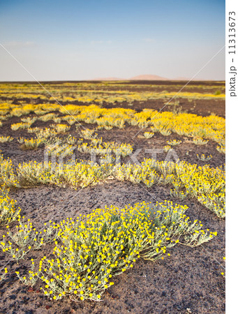 Blooming desert 11313673
