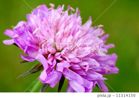 Clover flower 11314150