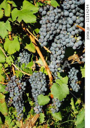 Red grapes 11314244