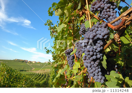 Grapes 11314248