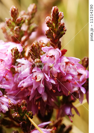 Small violet flowers Small violet flowers 11314290