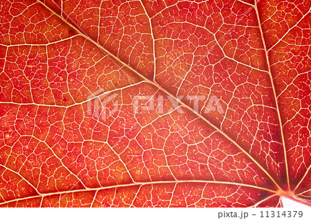 Leaf close-up Leaf close-up 11314379