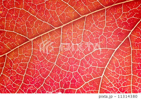 Leaf close-up Leaf close-up 11314380