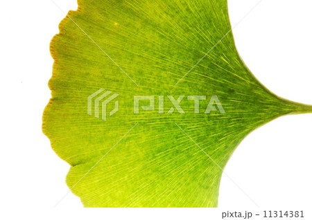 Gingko leaf Gingko leaf 11314381