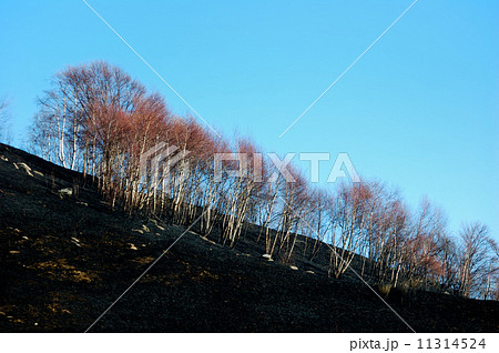 Burned forest 11314524