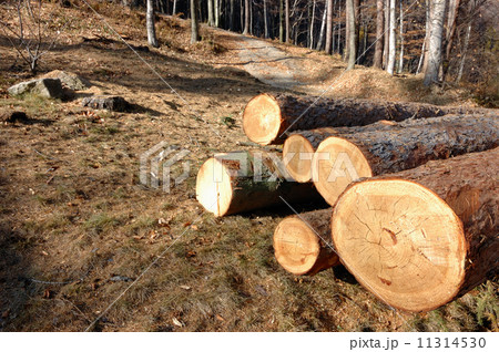 Stack of wood Stack of wood 11314530