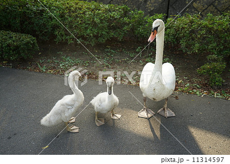 白鳥の親子 白鳥の親子 11314597